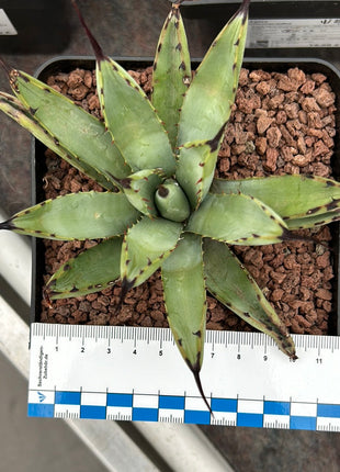 Agave Macroacantha