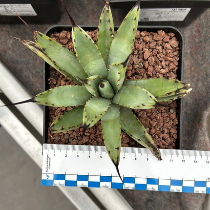 Agave macroacantha