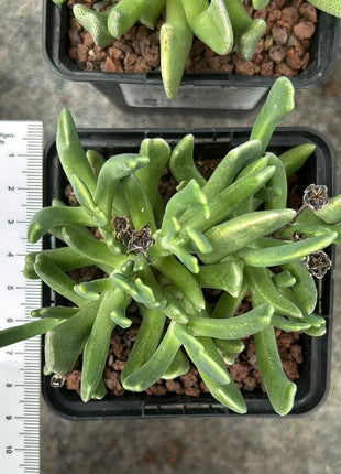 Rhombophyllum dolabriforme