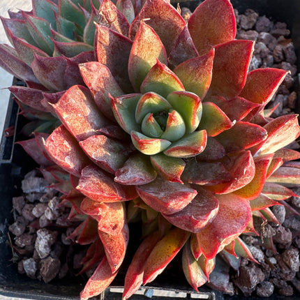 Echeveria 'Flamenco' | El Mantón Rojo