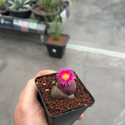 Pleiospilos nelii "Royal Flush"