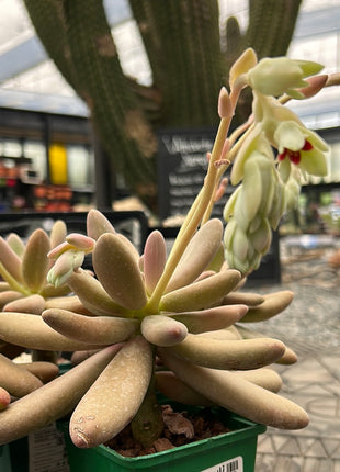 Pachysedum ´Captain Jessop´