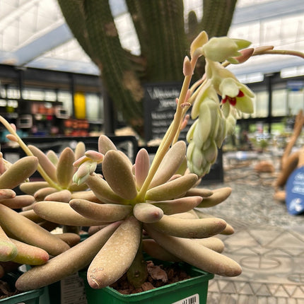 Pachysedum 'Captain Jessop'