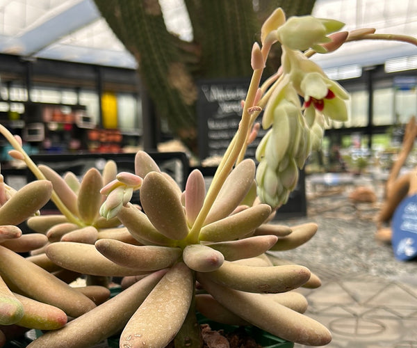 captain jessop succulent Pachysedum 'Captain Jessop' – DesertSTORE.es