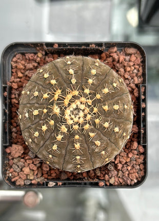 Gymnocalycium pseudoragonesei