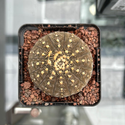 Gymnocalycium pseudoragonesei