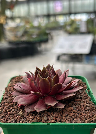 Sempervivum ‘Big Martin’