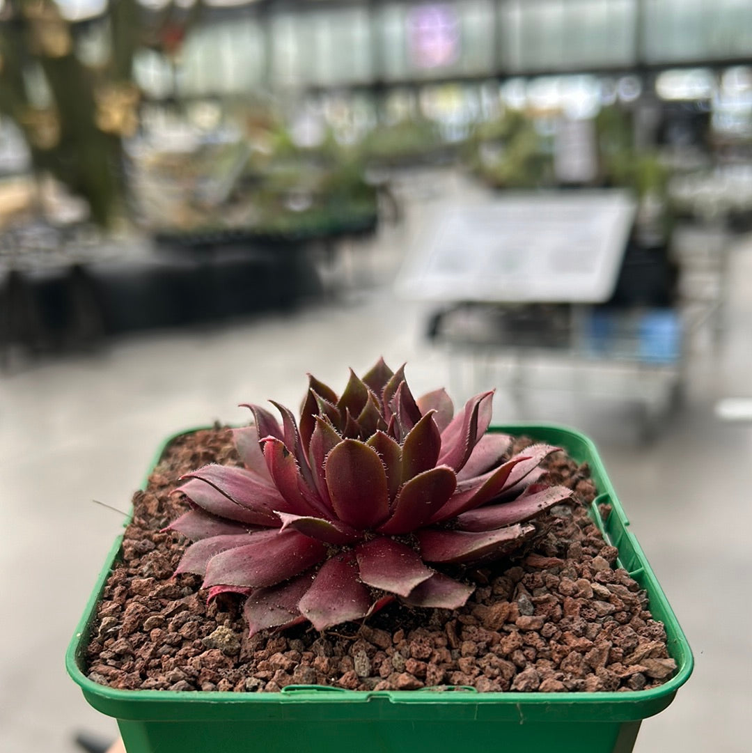 Sempervivum ‘Big Martin’