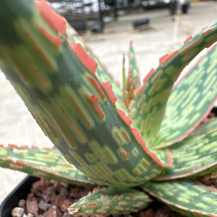 Aloe 'Krakatoa’ | Aloe híbrido de KG. Aloe Dragón de fuego