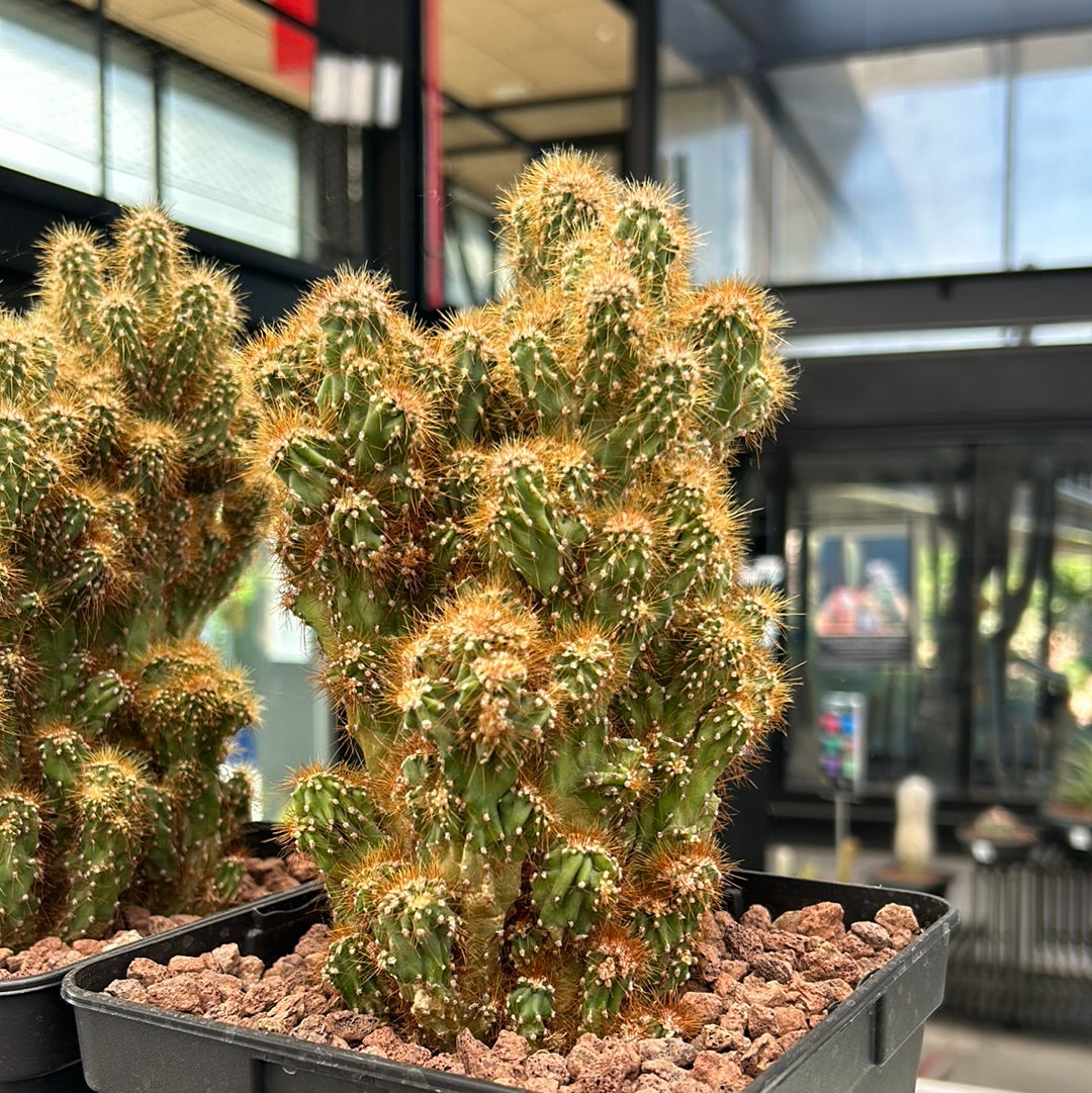 Cereus peruvianus var. monstrous (Clone 1)