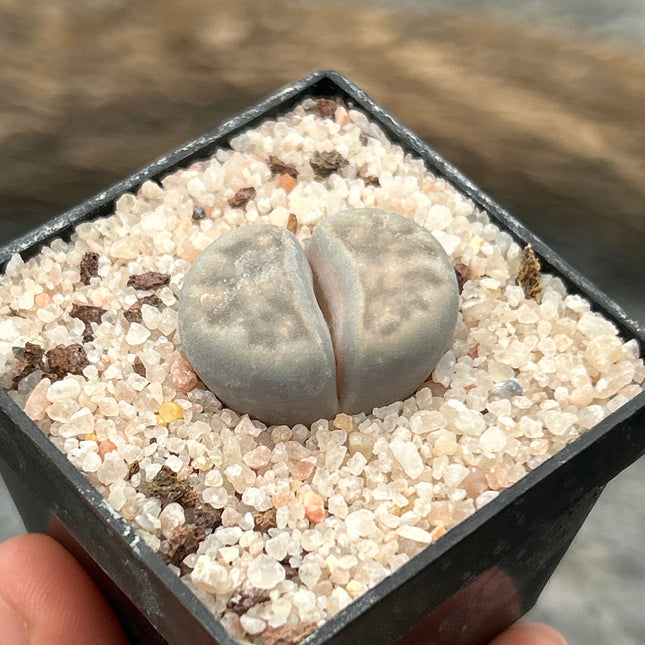 Lithop karasmontana var. Karasmontana