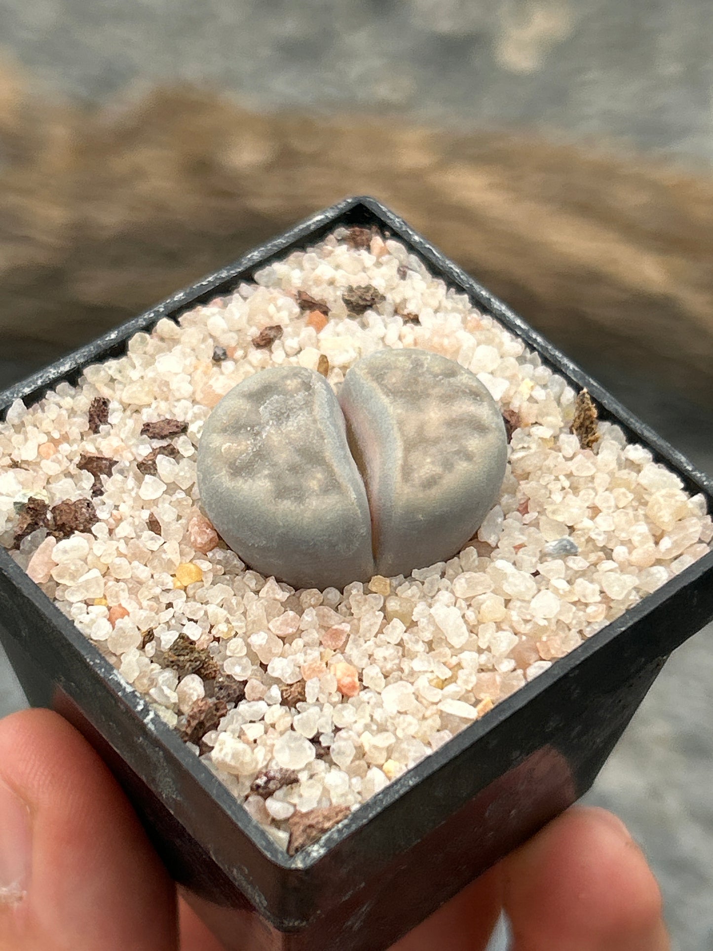 Lithop karasmontana var. Karasmontana