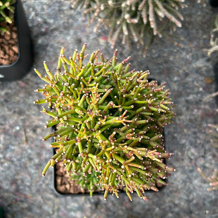 Rhipsalis baccifera