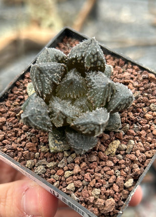 Haworthia 'Redstone'