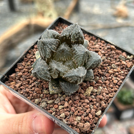Haworthia ‘Redstone’