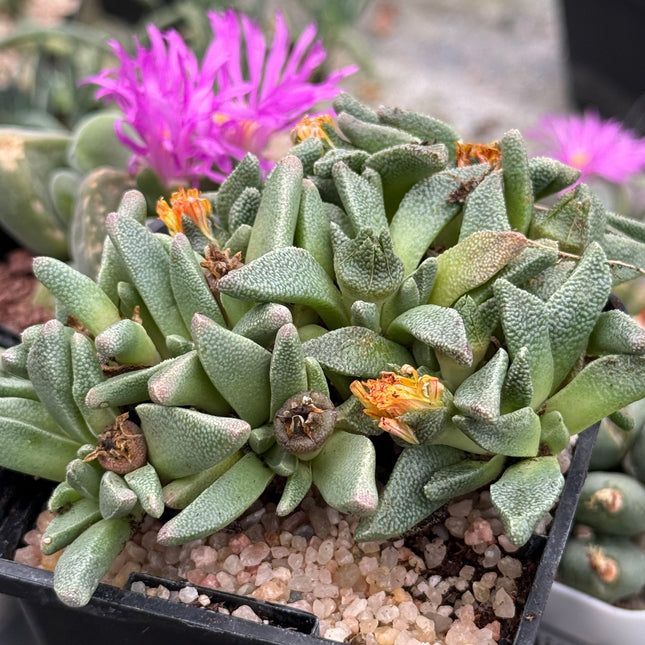 Aloinopsis jamesii
