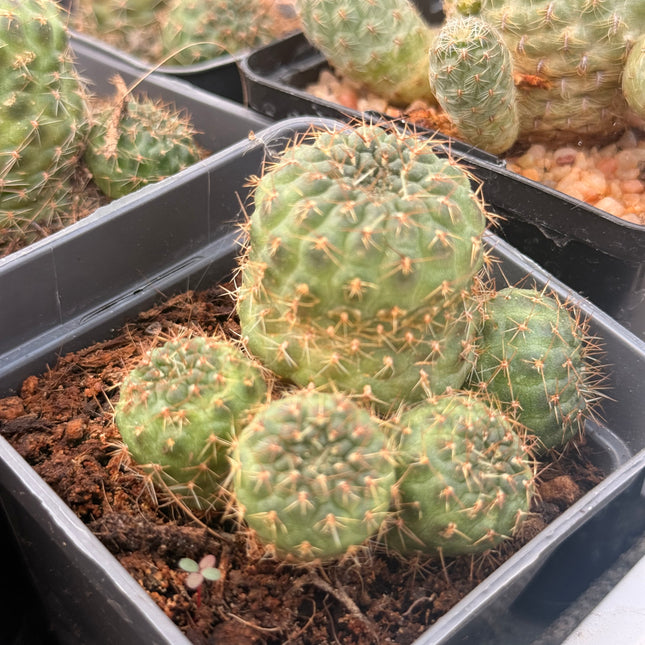 Aylostera pygmaea var. rosalbiflora