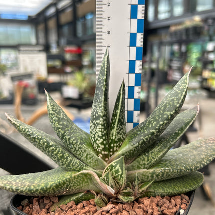 Gasteria brachyphylla