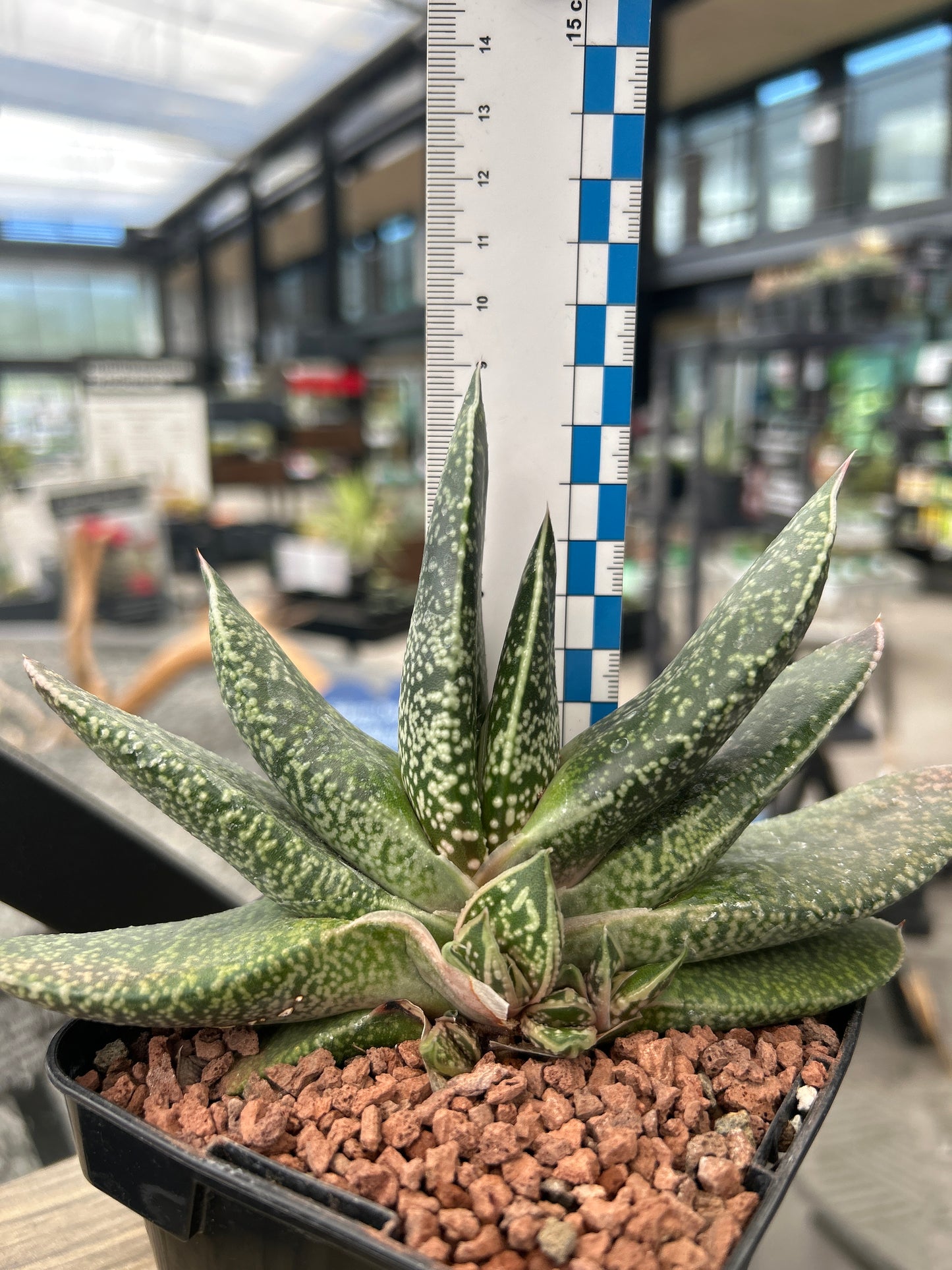 Gasteria brachyphylla