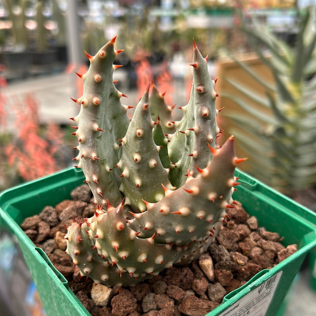 Aloe marlothii