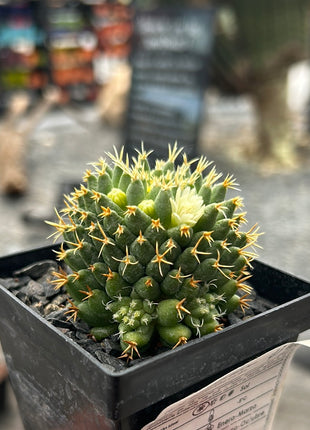 Mammillaria decipiens subsp. camptotricha cv. 'Bru'