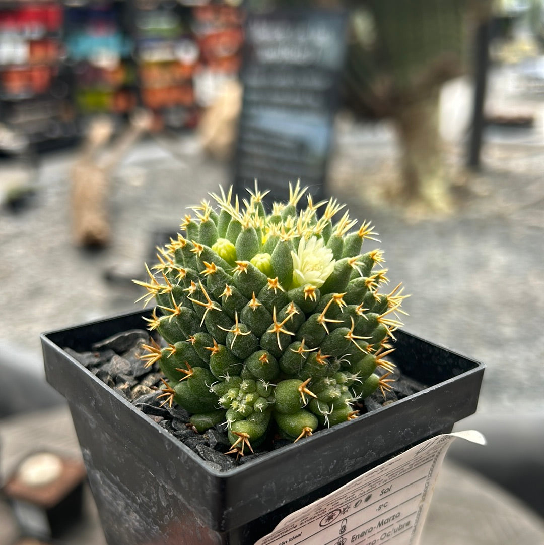 Mammillaria decipiens subsp. camptotricha cv. 'Bru'