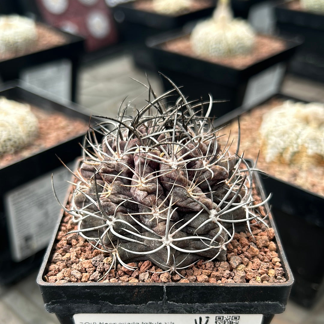 Neoporteria taltalensis