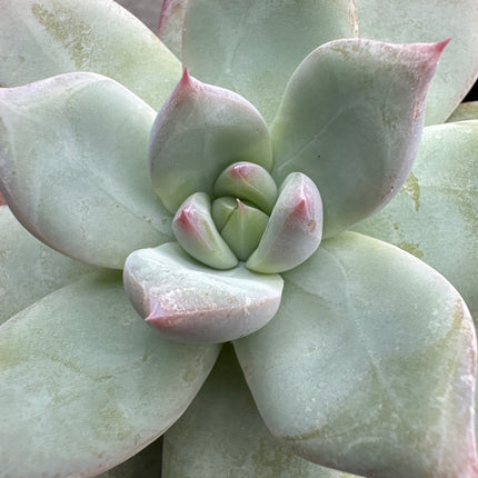 Echeveria colorata 'Roof' | La joya del tejado