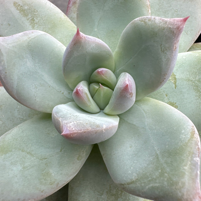 Echeveria colorata 'Roof' | La joya del tejado