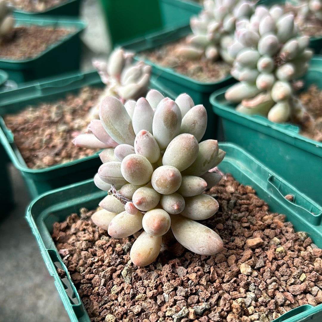 Pachyphytum rzedowski 'Baby fingers'