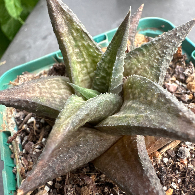 Haworthiopsis scabra 'Jack Brown'