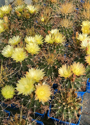 Hamatocactus hamatacanthus