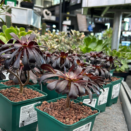 Aeonium arboreum 'Atropurpureum'