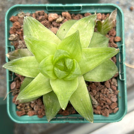 Haworthia cymbiformis 'Mark Jacobs'