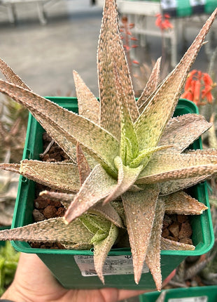 Aloe 'Lotus silver'