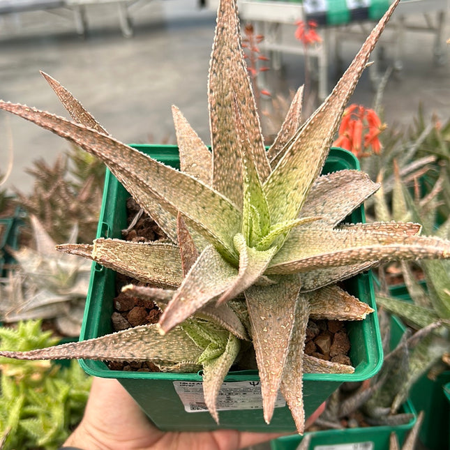 Aloe 'Lotus silver'