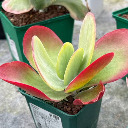 Kalanchoe luciae