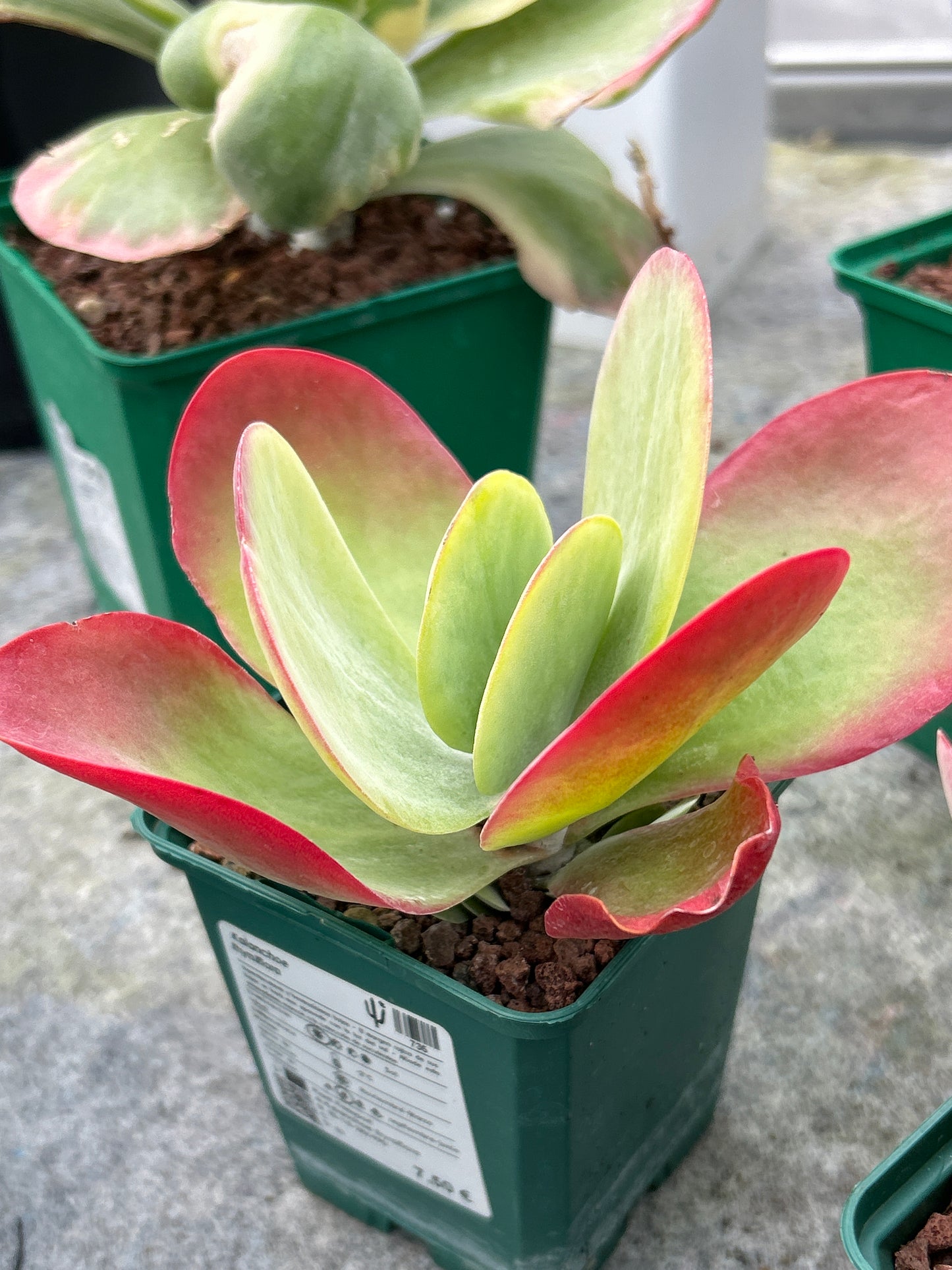 Kalanchoe luciae