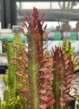Euphorbia trigona 'Rubra'