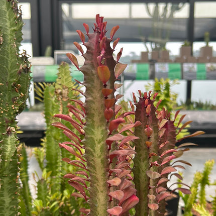 Euphorbia trigona 'Rubra'