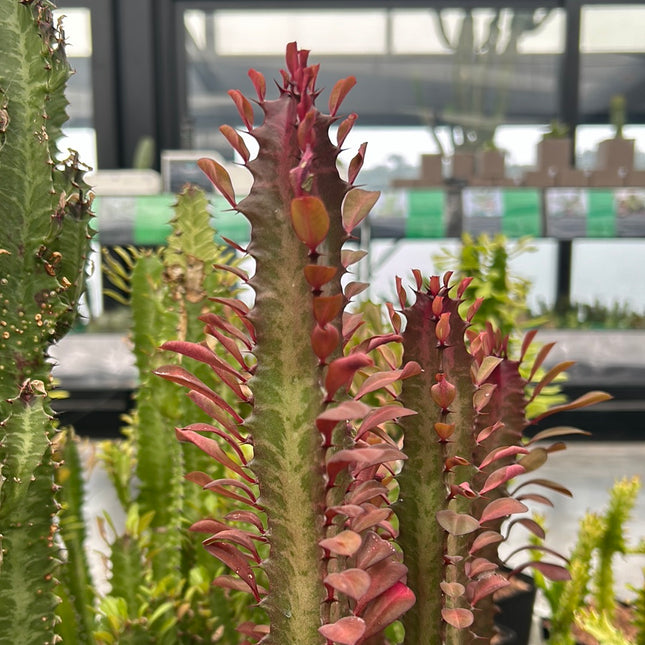 Euphorbia trigona 'Rubra'