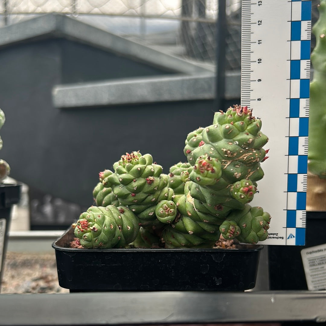 Euphorbia ritchiei