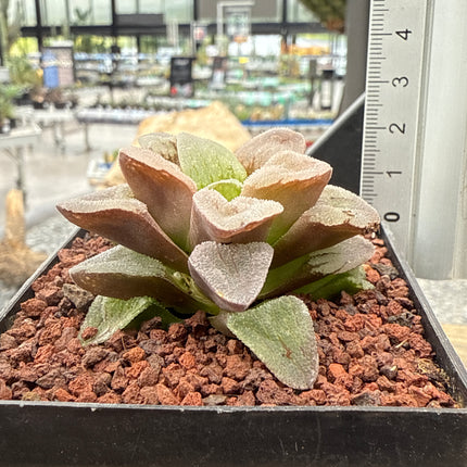Haworthia pygmaea 'Pink Beauty'
