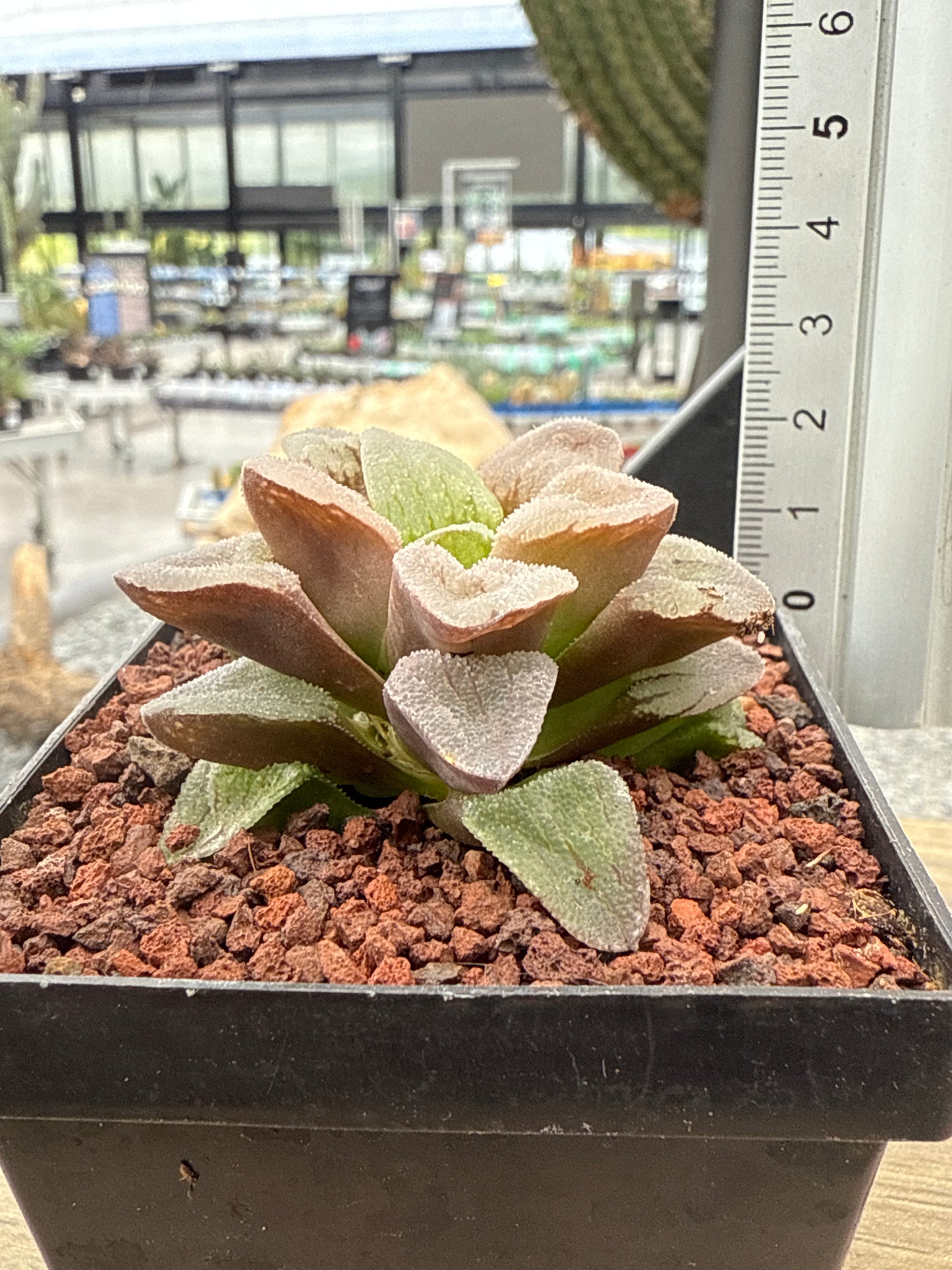 Haworthia pygmaea ‘Pink Beauty’