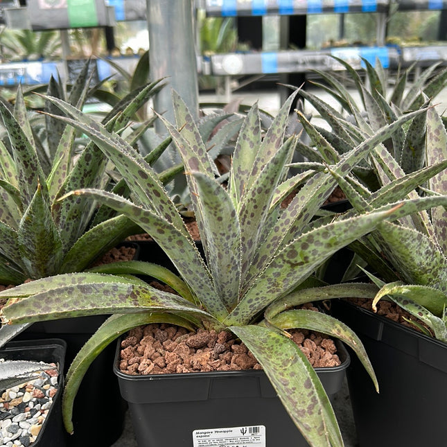 x Mangave ‘Pineapple Express’