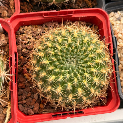 Weingartia sanpedroensis
