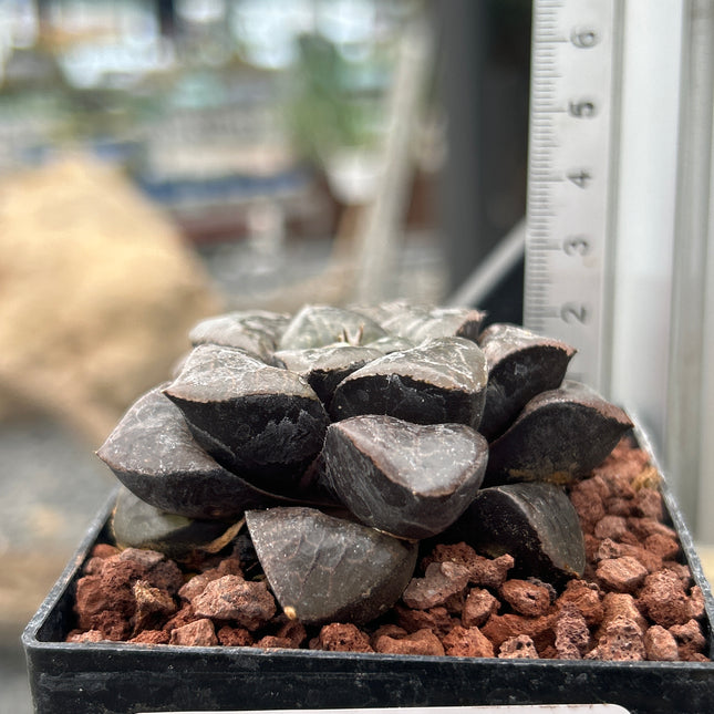 Haworthia „Tropische Nacht“