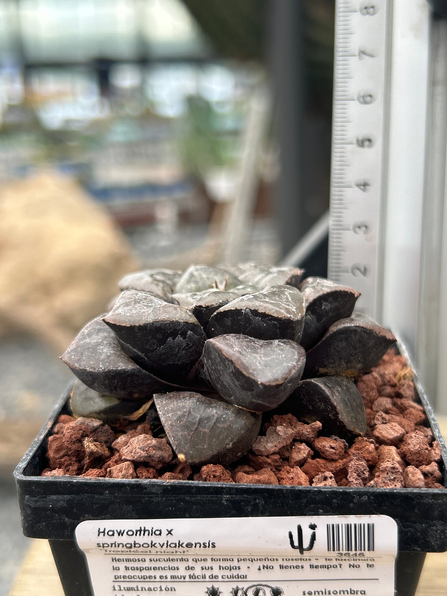 Haworthia x springbokvlakensis 'Tropical night'