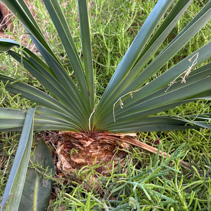Boophane haemanthoides
