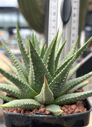 Tulista 'David Grisbby' (T. pumila x T. marginata)